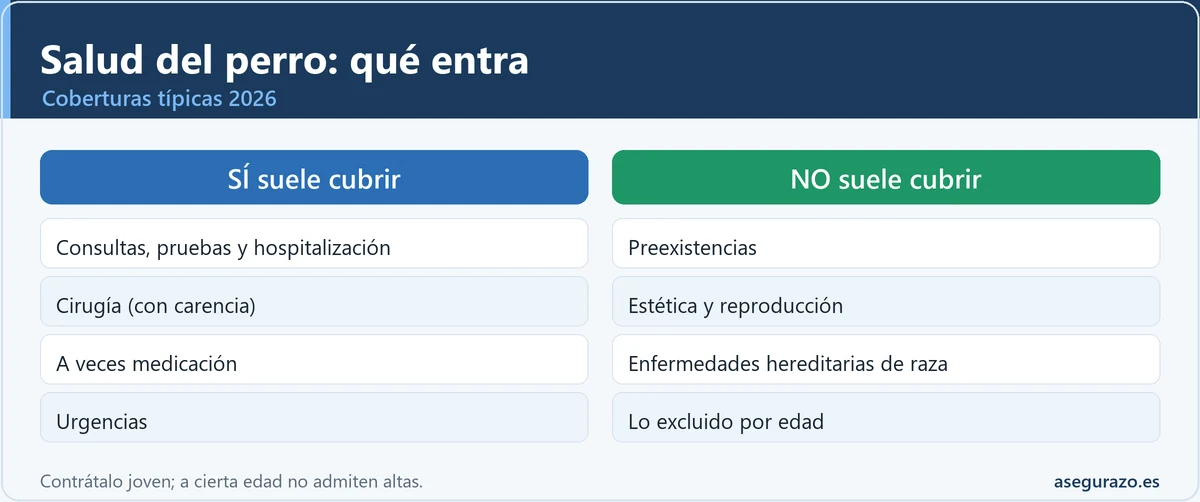 Qué cubre y qué no un seguro de salud para perros en 2026