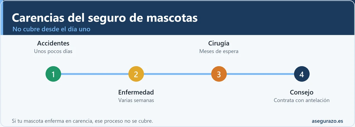 Periodos de carencia del seguro de mascotas: accidentes, enfermedad y cirugía