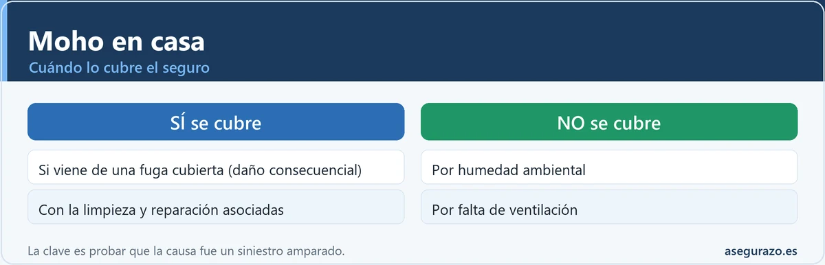 Cuándo cubre el seguro el moho por una fuga de agua