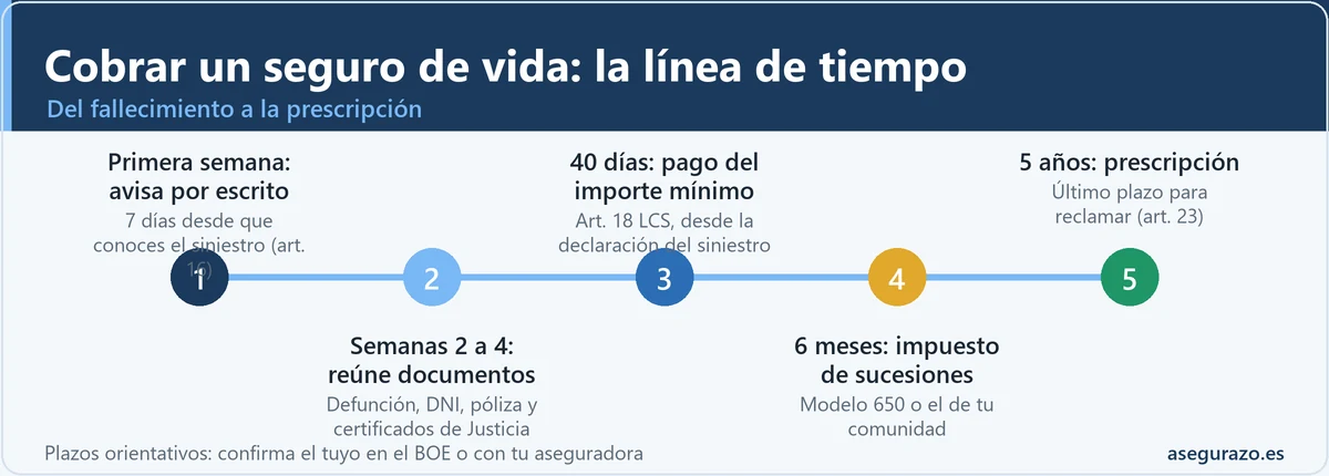 Línea de tiempo con los plazos para cobrar un seguro de vida: aviso en la primera semana, documentos en las semanas 2 a 4, pago a los 40 días, impuesto de sucesiones a los 6 meses y prescripción a los 5 años.