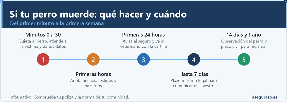 Infografía en línea de tiempo con cinco etapas tras una mordedura de perro: minutos 0 a 30, primeras horas, primeras 24 horas, hasta 7 días para avisar al seguro, y 14 días de observación con un año de plazo civil.
