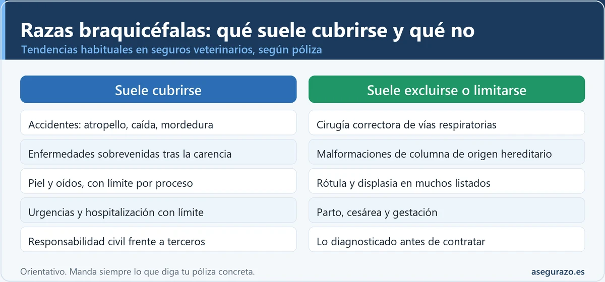 Infografía comparativa de dos columnas: lo que suele cubrir un seguro veterinario para razas braquicéfalas, como accidentes, enfermedades sobrevenidas y responsabilidad civil, frente a lo que suele excluirse o limitarse, como cirugía de vías respiratorias, columna hereditaria, partos y preexistentes.