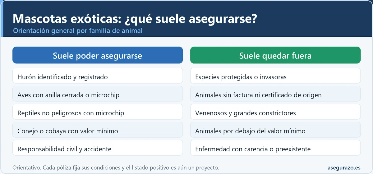 Infografía comparativa de dos columnas: qué mascotas exóticas suelen poder asegurarse (hurón identificado, aves con anilla cerrada, reptiles no peligrosos, conejo o cobaya con valor mínimo, responsabilidad civil y accidente) y qué suele quedar fuera (especies protegidas o invasoras, animales sin documentación, venenosos y grandes constrictores, animales por debajo del valor mínimo, enfermedad con carencia).