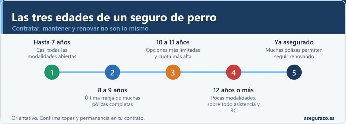 Infografía en línea de tiempo con cinco etapas: hasta 7 años con casi todas las modalidades abiertas, 8 a 9 años como última franja de muchas pólizas completas, 10 a 11 años con opciones limitadas y cuota más alta, 12 años o más con pocas modalidades, y perros ya asegurados que suelen poder seguir renovando.
