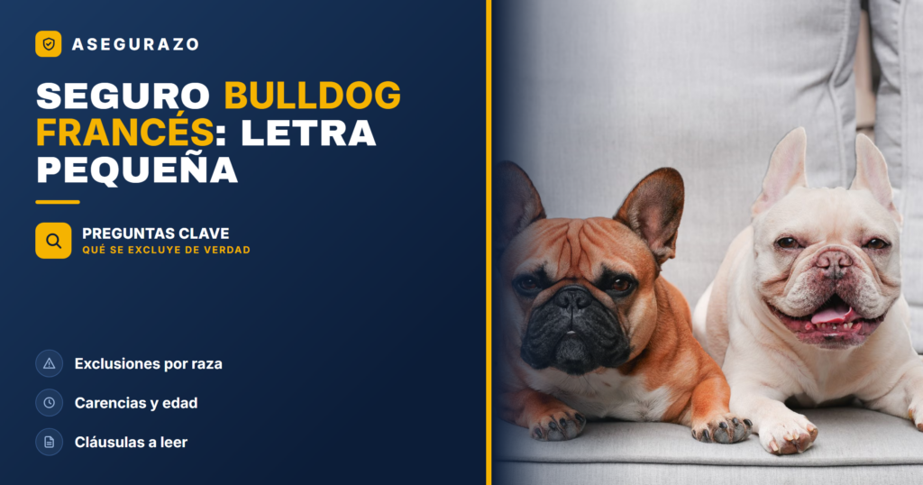 Seguro para bulldog francés y razas braquicéfalas: qué excluyen - Asegurazo