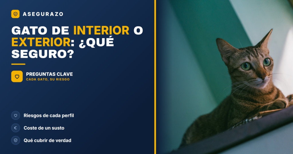 Seguro para gatos de interior y exterior: qué cubrir en cada caso - Asegurazo